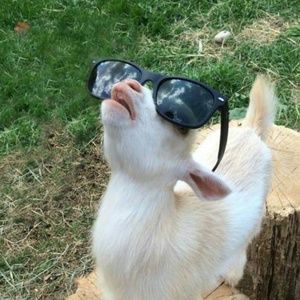 Meet your Posher, James